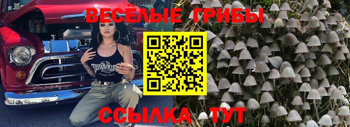 Благодарный  Галлюциногенные грибы Psilocybine cubensis  сколько стоит  Вход с VPN 